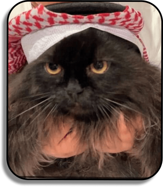 Sheick Meow Story